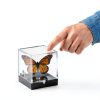 Clear Cube Display Boxes NOLITOY 60 pcs Mineral Set Black Base 35mm-7